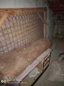 低價(jià)處理 優(yōu)質(zhì)棕床及家具電器，實(shí)惠便捷帶回家